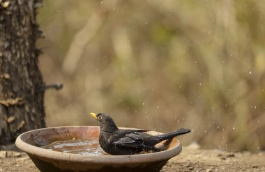 Common blackbird (Turdus merula) male bird sitting near water body to take bath in the forest of Sattal.