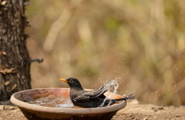 Common blackbird (Turdus merula) male bird sitting near water body to take bath in the forest of Sattal.