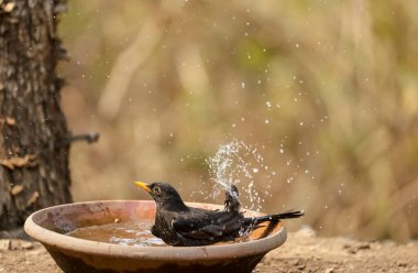 Common blackbird (Turdus merula) male bird sitting near water body to take bath in the forest of Sattal.