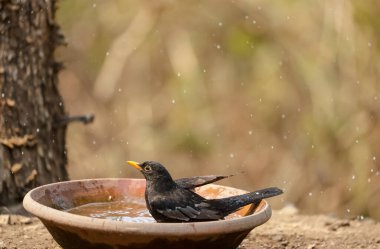 Common blackbird (Turdus merula) male bird sitting near water body to take bath in the forest of Sattal.
