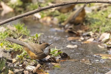 Açık havada kuşun seçici odağı