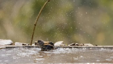 Açık havada kuşun seçici odağı