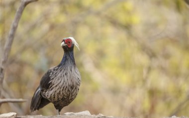 Portrait of Kalij Pheasant (Lophura leucomelanos) bird in the forest.
