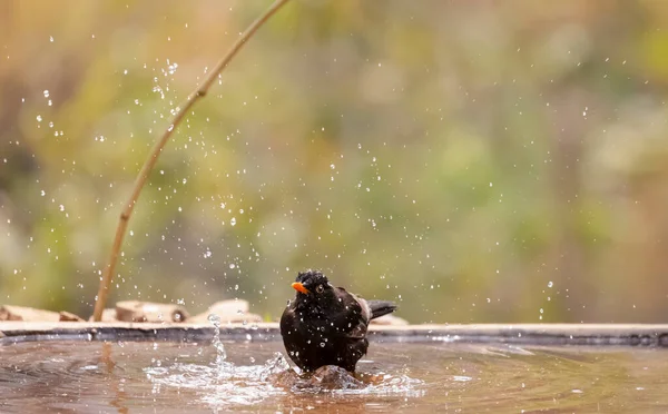 Amsel Turdus Merula Männlicher Vogel Der Der Nähe Von Gewässern — Stockfoto