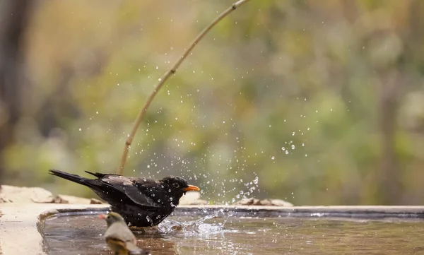 Amsel Turdus Merula Männlicher Vogel Der Der Nähe Von Gewässern — Stockfoto