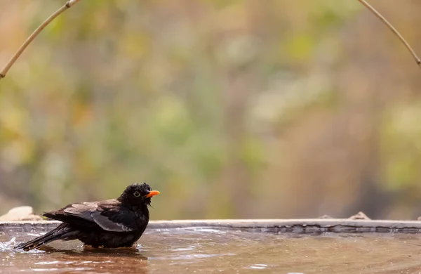 Common Blackbird Turdus Merula Male Bird Sitting Water Body Take — Stockfoto