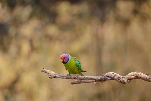 Close Image Bird — Stock Photo, Image