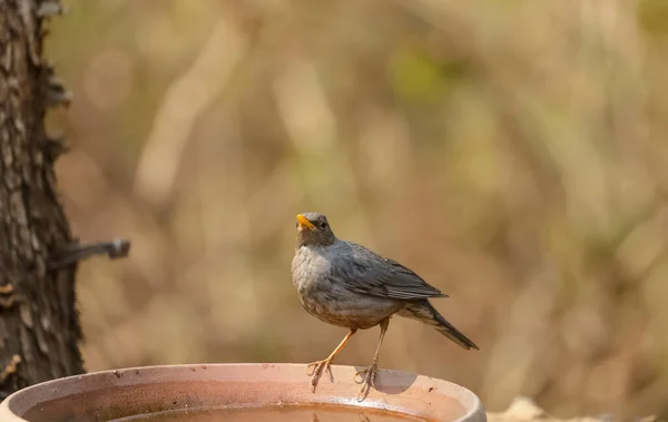 Tickell Thrush Turdus Unicolor Bird Jungle Sattal — Stok fotoğraf