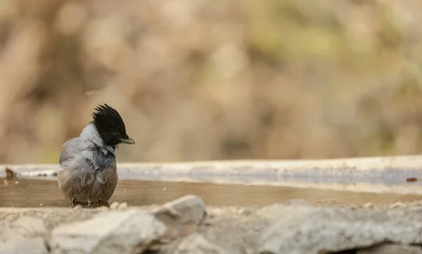 屋外での鳥の選択的集中 — ストック写真