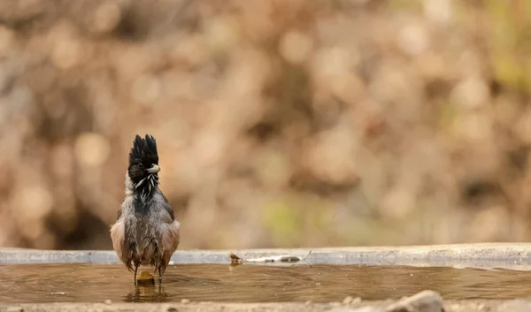 Focalizzazione Selettiva Degli Uccelli All Aperto — Foto Stock