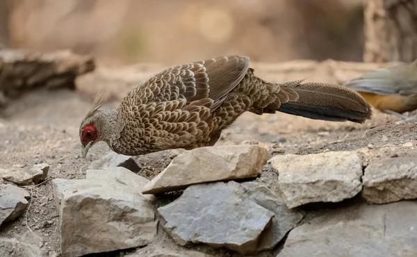 Portrait Kalij Pheasant Lophura Leucomelanos Bird Forest — 스톡 사진