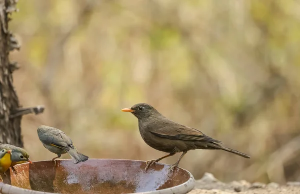 Amsel Turdus Merula Weibchen Sitzen Der Nähe Von Gewässern Wald — Stockfoto