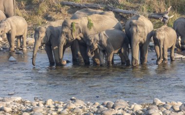 Herd of Indian elephant (Elephas maximus indicus) in the forest of Jim corbett. clipart