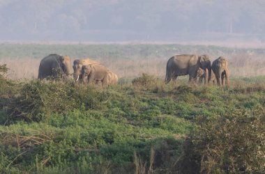 Jim Corbett ormanında Hint fil sürüsü (Elephas maximus indicus).