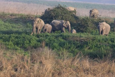 Jim Corbett ormanında Hint fil sürüsü (Elephas maximus indicus).