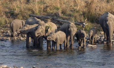 Herd of Indian elephant (Elephas maximus indicus) in the forest of Jim corbett. clipart