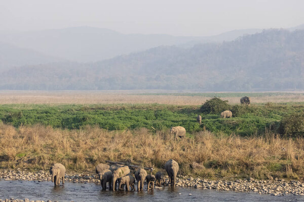 Herd of Indian elephant (Elephas maximus indicus) in the forest of Jim corbett.