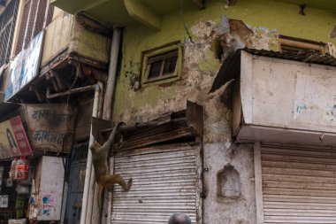 Hint Maymunları Uttar Pradesh, Hindistan 'daki eski şehir binasına tırmanıyor.