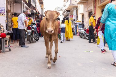Vrindavan, Uttar Pradesh, Hindistan - Ağustos 2021: Vrindavan sokaklarında dolaşan bir inek yavrusu.