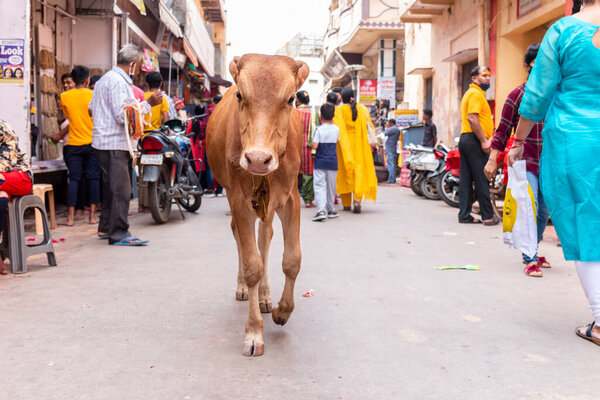 Vrindavan Uttar Pradesh India August 2021 Cow Calf Roaming Streets Royalty Free Stock Images