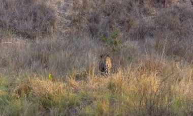 Female tiger, Panthera tigris, at jungle with natural green background of Bandhavgarh forest.