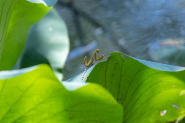 Mantis insect on the leaf in river pond. 