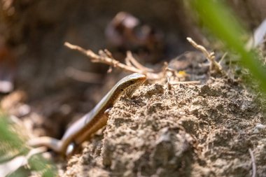 Küçük kertenkele desenli kahverengi yüzeyde sürünüyor.