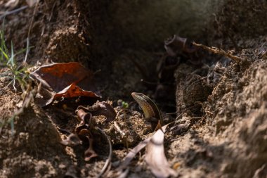Küçük kertenkele toprak ve yaprakların arasında saklanıyor.