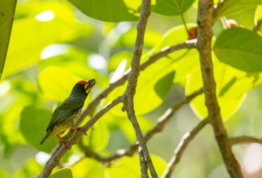Yeşil yaprakların arasına tünemiş küçük kuş.