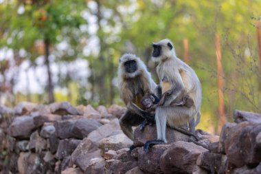 Indian Gray langur (Semnopithecus) or Hanuman langur female breast feeding baby langur or infant in the forest.