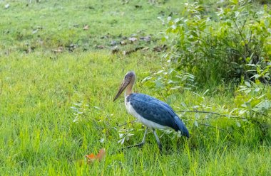 Adjutant stork, Leptoptilos dubius, walking in between the bushes at forest.