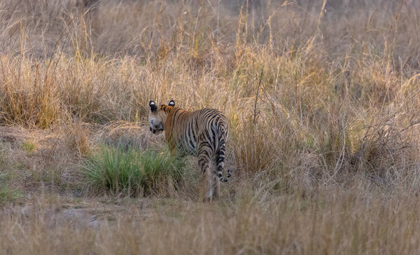 Female tiger, Panthera tigris, at jungle with natural green background of Bandhavgarh forest.