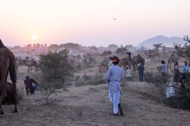 Puşkar, Rajasthan, Hindistan - 10 Kasım 2024: Geleneksel beyaz giysili rajasthani erkek portresi çöl panayırında renkli türbanla deve pazarında develeri takas ederken.