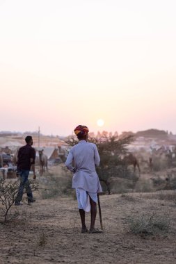 Puşkar, Rajasthan, Hindistan - 10 Kasım 2024: Geleneksel beyaz giysili rajasthani erkek portresi çöl panayırında renkli türbanla deve pazarında develeri takas ederken.
