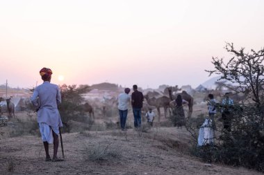 Puşkar, Rajasthan, Hindistan - 10 Kasım 2024: Geleneksel beyaz giysili rajasthani erkek portresi çöl panayırında renkli türbanla deve pazarında develeri takas ederken.