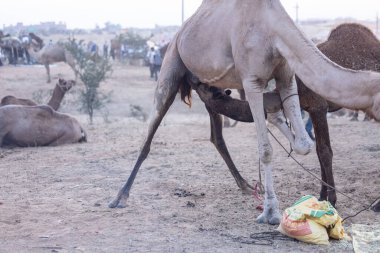 Kuru çöl manzarasında duran ve dinlenen develer