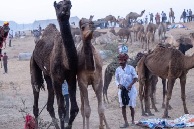 Puşkar, Rajasthan, Hindistan - 10 Kasım 2024: Geleneksel beyaz giysili rajasthani erkek portresi çöl panayırında renkli türbanla deve pazarında develeri takas ederken.