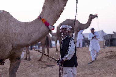 Puşkar, Rajasthan, Hindistan - 10 Kasım 2024: Geleneksel beyaz giysili rajasthani erkek portresi çöl panayırında renkli türbanla deve pazarında develeri takas ederken.