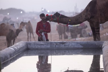Puşkar, Rajasthan, Hindistan - 10 Kasım 2024: Geleneksel beyaz giysili rajasthani erkek portresi çöl panayırında renkli türbanla deve pazarında develeri takas ederken.