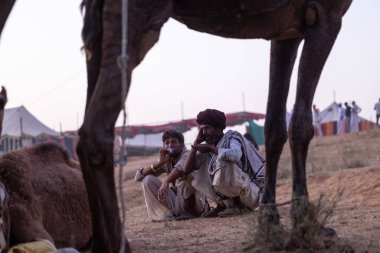 Puşkar, Rajasthan, Hindistan - 10 Kasım 2024: Geleneksel beyaz giysili rajasthani erkek portresi çöl panayırında renkli türbanla deve pazarında develeri takas ederken.