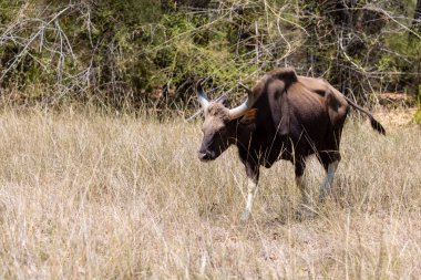 Hint Gaur 'u (Bos gaurus) veya Hint Bizonu' nun Hint ormanlarında yürümesi