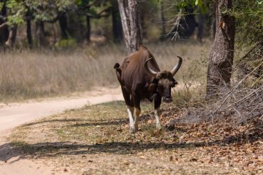 Hint Gaur 'u (Bos gaurus) veya Hint Bizonu' nun Hint ormanlarında yürümesi