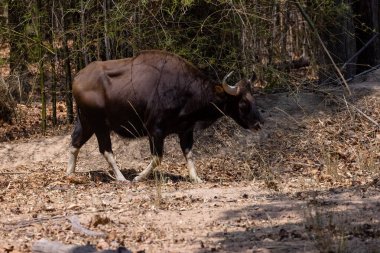 Hint Gaur 'u (Bos gaurus) veya Hint Bizonu' nun Hint ormanlarında yürümesi