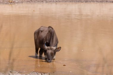 Hint Gaur (Bos gaurus) ya da Hindistan nehrinde yürüyen Hint Bizonu