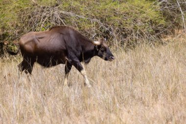 Hint Gaur 'u, Bos gaurus' u, ya da Hint Bizonu 'nun Hint ormanlarında yürümesini..