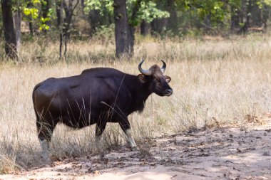 Hint Gaur 'u, Bos gaurus' u, ya da Hint Bizonu 'nun Hint ormanlarında yürümesini..