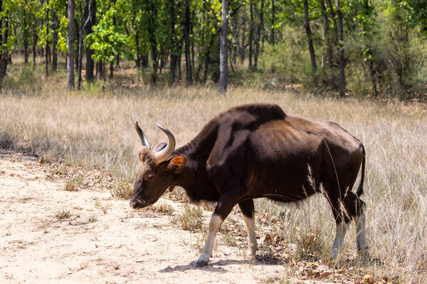 Indian Gaur (Bos gaurus) or Indian Bison walking in the indian jungle