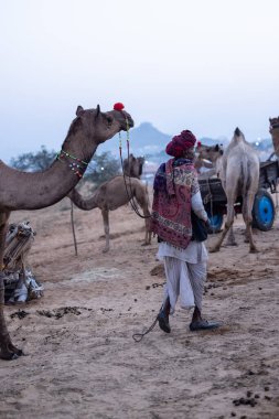 Puşkar, Rajasthan, Hindistan - 11 Kasım 2024: Geleneksel beyaz giysili rajasthani erkek portresi çöl panayırında renkli türbanla deve pazarında deve ticareti yaparken.
