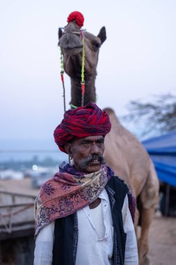 Puşkar, Rajasthan, Hindistan - 11 Kasım 2024: Geleneksel beyaz giysili rajasthani erkek portresi çöl panayırında renkli türbanla deve pazarında deve ticareti yaparken.