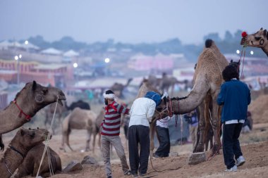 Puşkar, Rajasthan, Hindistan - 11 Kasım 2024: Geleneksel beyaz giysili rajasthani erkek portresi çöl panayırında renkli türbanla deve pazarında deve ticareti yaparken.